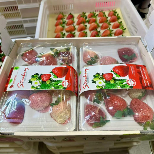 【生态草莓】香甜可口的生态草莓 品种多口味可拼  颗颗精选大小随机/顺丰空运包邮 商品图4