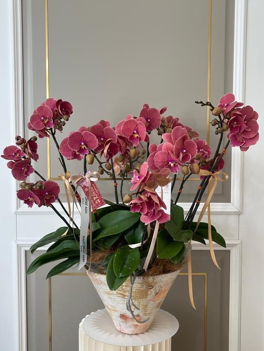 师恩难忘·蝴蝶兰盆栽 商品图0