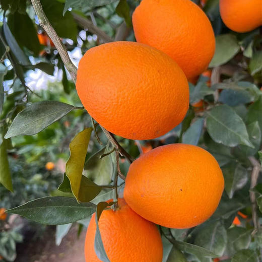 【云南纽荷尔脐橙】顺丰包邮 云南大理当季橙子 酸甜多汁 圆润饱满 橙香浓郁 4种规格任选 商品图3