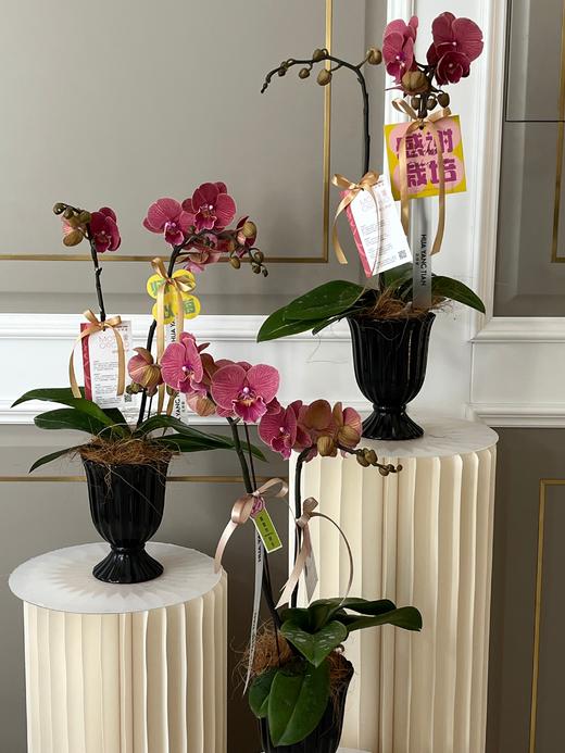 感谢有您·蝴蝶兰盆栽 商品图3