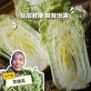 生态大白菜（河北，申通快递） | 合作生产 *Eco- Chinese cabbage | Coproduction 商品缩略图0