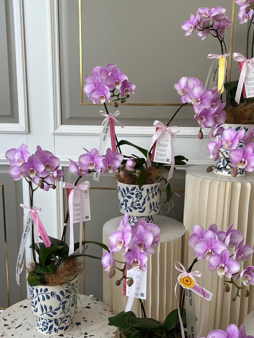 圆梦使者·蝴蝶兰盆栽 商品图1