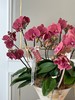 师恩难忘·蝴蝶兰盆栽 商品缩略图2