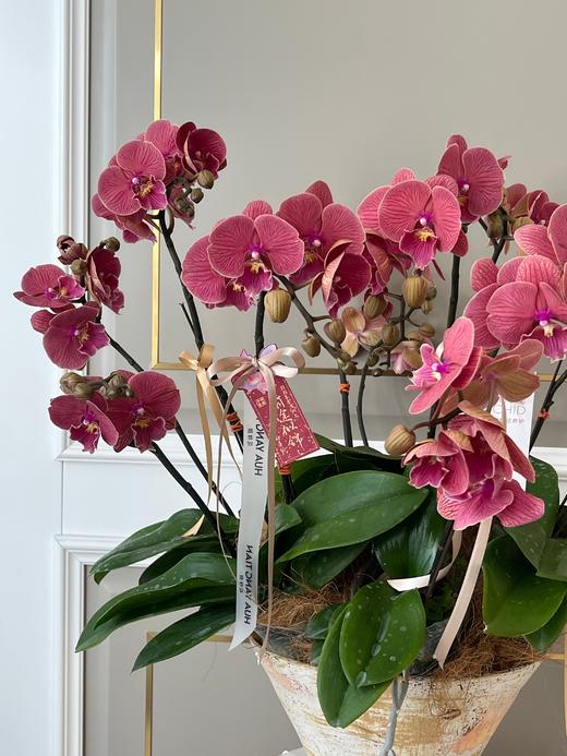 师恩难忘·蝴蝶兰盆栽 商品图2