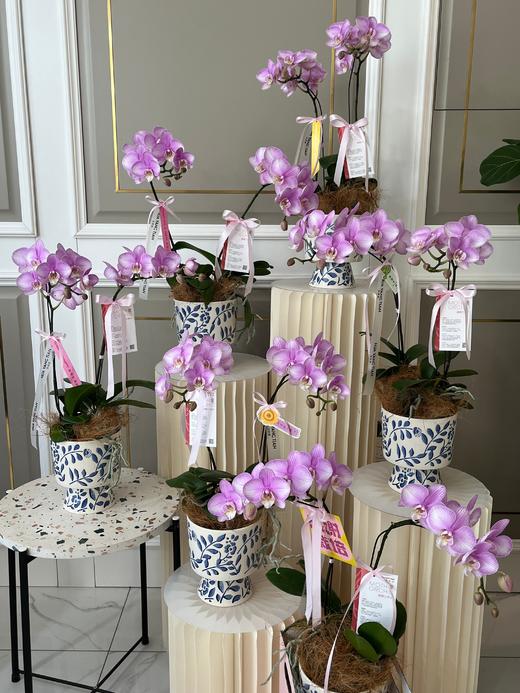 圆梦使者·蝴蝶兰盆栽 商品图0