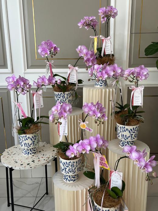 圆梦使者·蝴蝶兰盆栽 商品图2