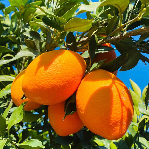 【云南纽荷尔脐橙】顺丰包邮 云南大理当季橙子 酸甜多汁 圆润饱满 橙香浓郁 4种规格任选 商品图2