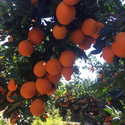 【云南纽荷尔脐橙】顺丰包邮 云南大理当季橙子 酸甜多汁 圆润饱满 橙香浓郁 4种规格任选 商品图6