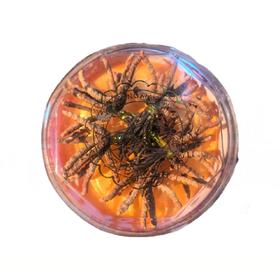 9.9元/根 青海野生冬虫夏草(网红小草)  50根/盒