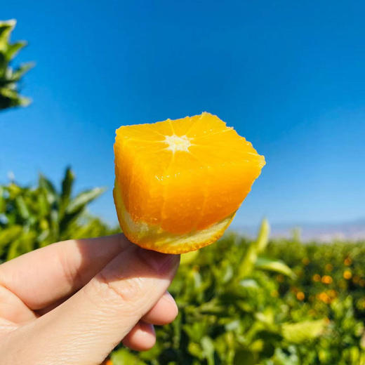 【云南纽荷尔脐橙】顺丰包邮 云南大理当季橙子 酸甜多汁 圆润饱满 橙香浓郁 4种规格任选 商品图1