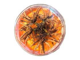 19.9元/根 青海野生冬虫夏草(网红小草)50根/盒