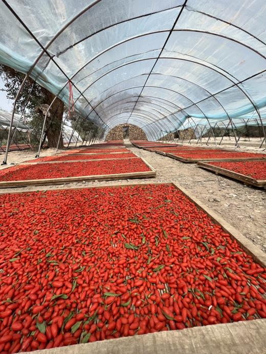 头茬有机红枸杞 150g/罐无添加 青海柴达木盆地 自然晾晒 商品图1