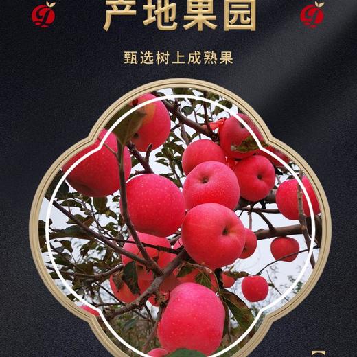 力邦6号红苹果75#/ 2.5kg 商品图2