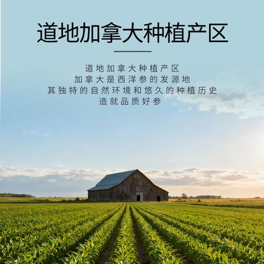 西洋参粉 3g*20袋/盒 康美药业加拿大进口西洋参药食同源粉剂粉质细腻 可搭配三七粉丹参粉 商品图1