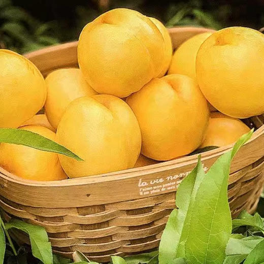 陈素花糖水型黄桃罐头1.5kg/瓶 商品图2