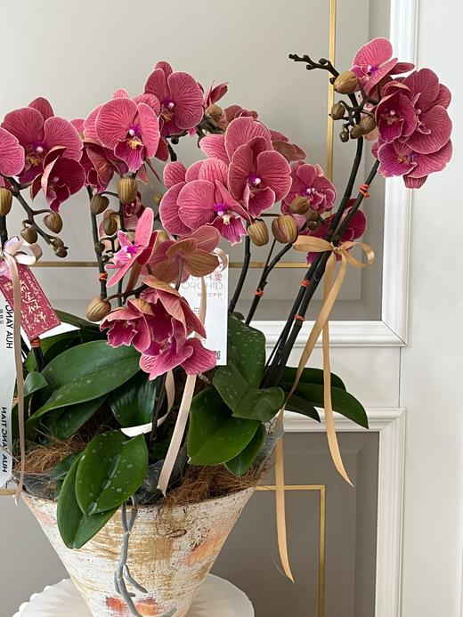 师恩难忘·蝴蝶兰盆栽 商品图3