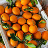 【云南纽荷尔脐橙】顺丰包邮 云南大理当季橙子 酸甜多汁 圆润饱满 橙香浓郁 4种规格任选 商品缩略图8