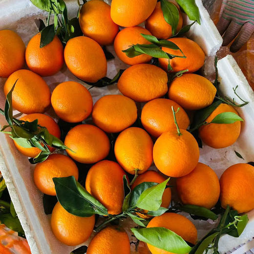 【云南纽荷尔脐橙】顺丰包邮 云南大理当季橙子 酸甜多汁 圆润饱满 橙香浓郁 4种规格任选 商品图8