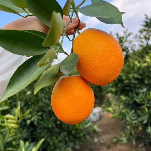 【云南纽荷尔脐橙】顺丰包邮 云南大理当季橙子 酸甜多汁 圆润饱满 橙香浓郁 4种规格任选 商品图4