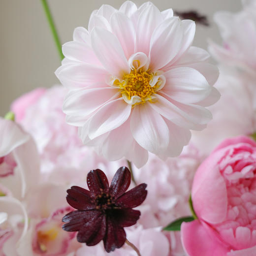 山岚甜樱 Hazed Bloom 商品图6