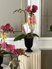 感谢有您·蝴蝶兰盆栽 商品缩略图4