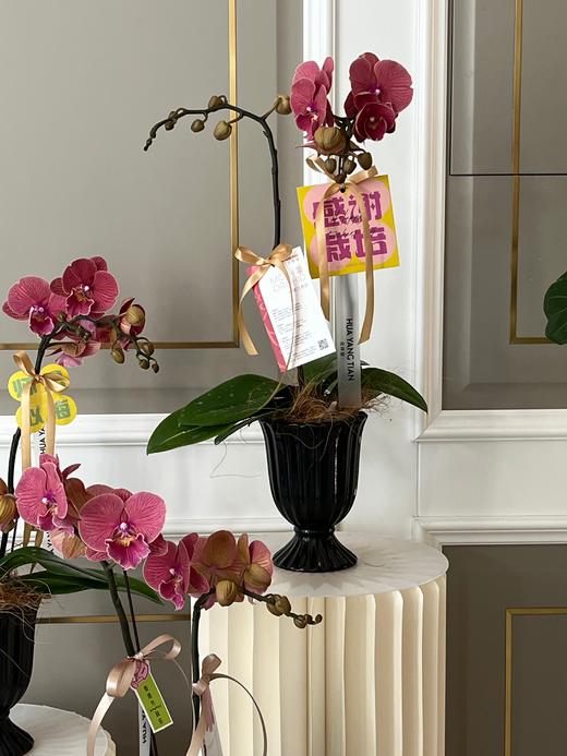 感谢有您·蝴蝶兰盆栽 商品图4