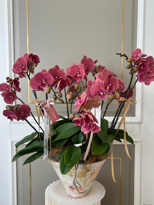 师恩难忘·蝴蝶兰盆栽 商品图1