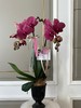 感谢有您·蝴蝶兰盆栽 商品缩略图7