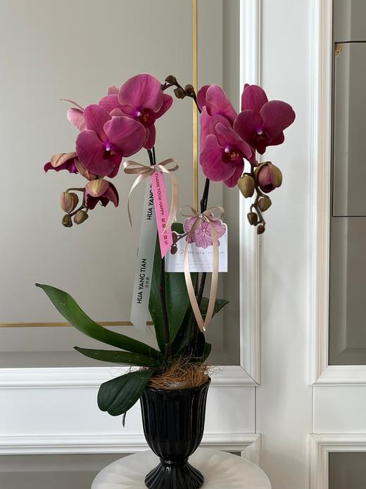 感谢有您·蝴蝶兰盆栽 商品图7