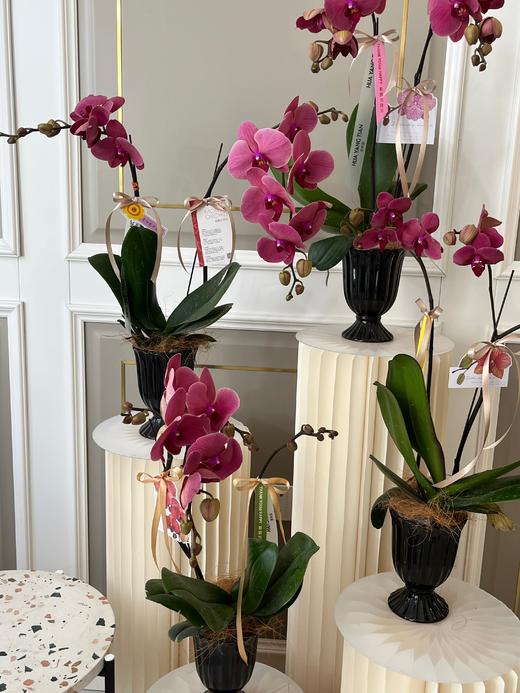 感谢有您·蝴蝶兰盆栽 商品图1