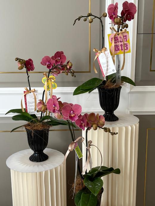 感谢有您·蝴蝶兰盆栽 商品图6