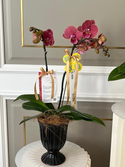 感谢有您·蝴蝶兰盆栽 商品图5