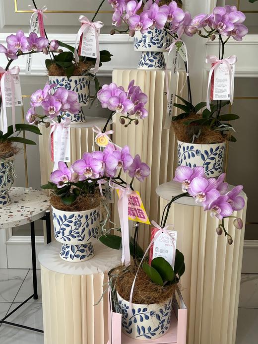 圆梦使者·蝴蝶兰盆栽 商品图3