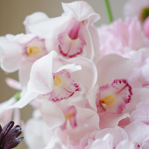 山岚甜樱 Hazed Bloom 商品图1