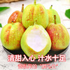 【食礼疆南】新疆库尔勒香梨现采摘新鲜水果精品 一级/特级 家庭装8斤/箱(QF) 商品缩略图3