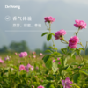 大马士革玫瑰 单方精油 商品缩略图1
