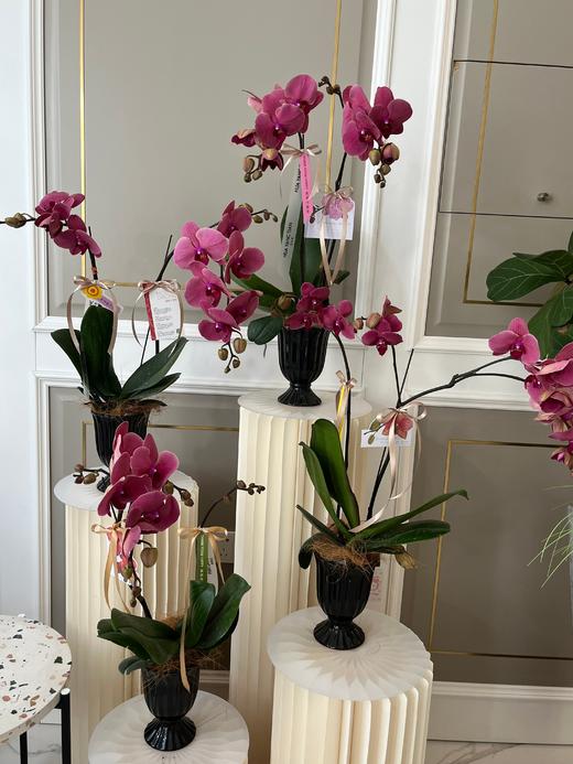 感谢有您·蝴蝶兰盆栽 商品图0