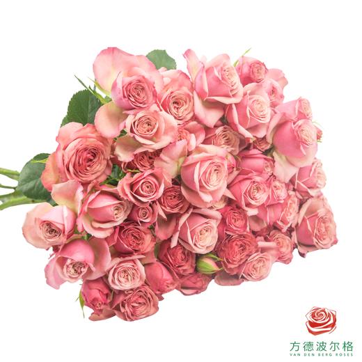 嘉荷多头- 月光情书 10枝一扎 商品图0