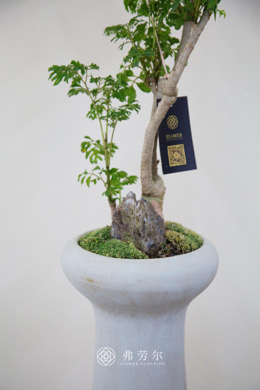 芹叶福禄桐 商品图2