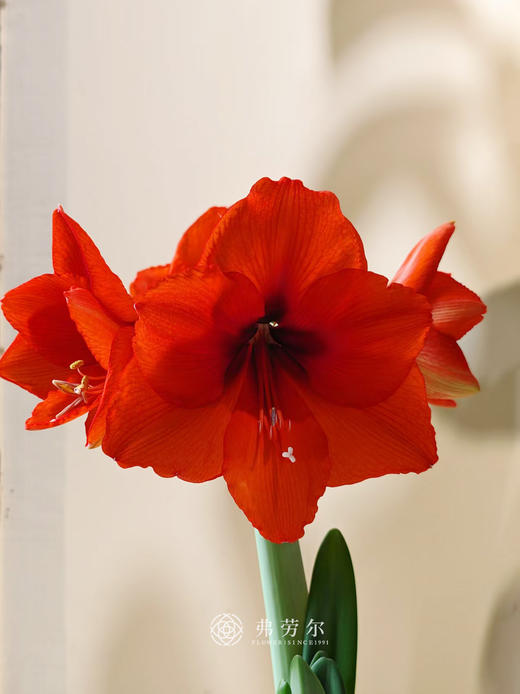 朱顶红 商品图2