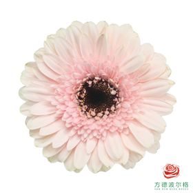 非洲菊 祥云 XS 10枝一扎