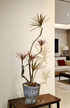 黑白陶盆千年木