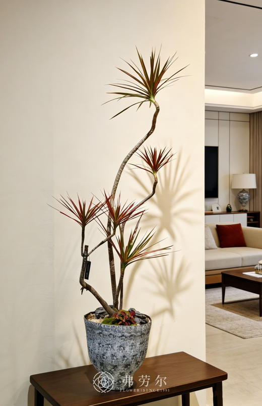 黑白陶盆千年木 商品图0