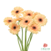 非洲菊 温蒂 XS 10枝一扎 商品缩略图1