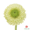 重瓣非洲菊 都灵 10枝一扎 商品缩略图0