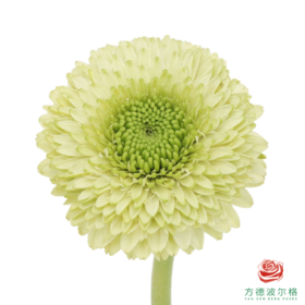 重瓣非洲菊 都灵 10枝一扎