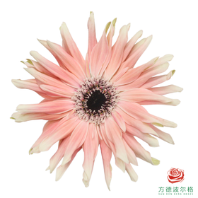 卷边非洲菊 布拉格 10枝一扎