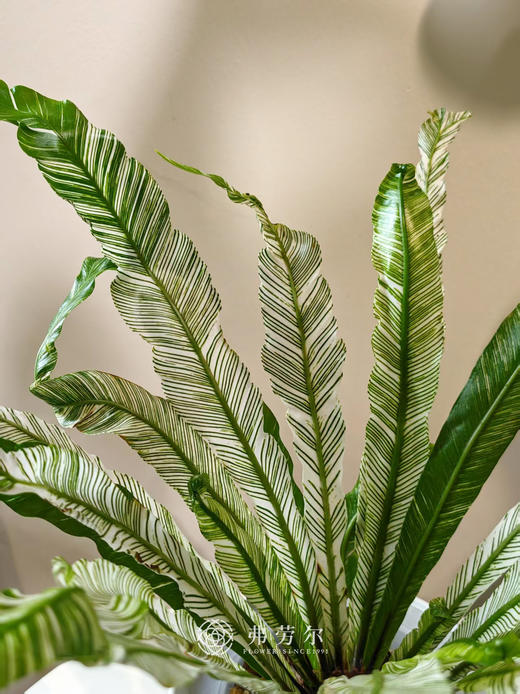 水培火焰鸟巢蕨 商品图1