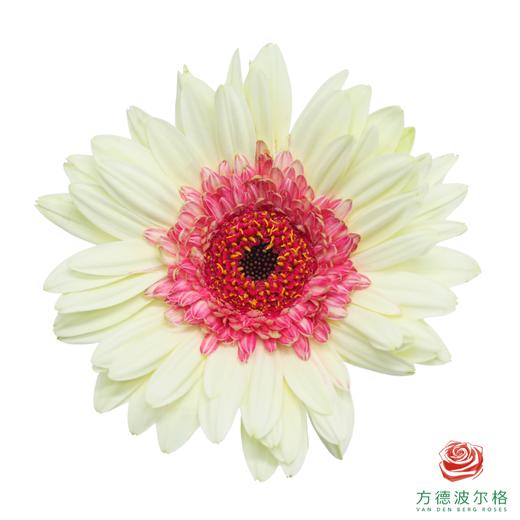 非洲菊 雪莉 XS 10枝一扎 商品图0