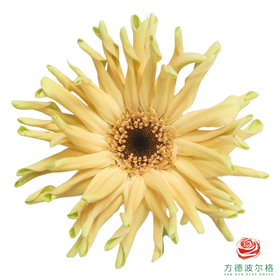 卷边非洲菊 罗马 10枝一扎